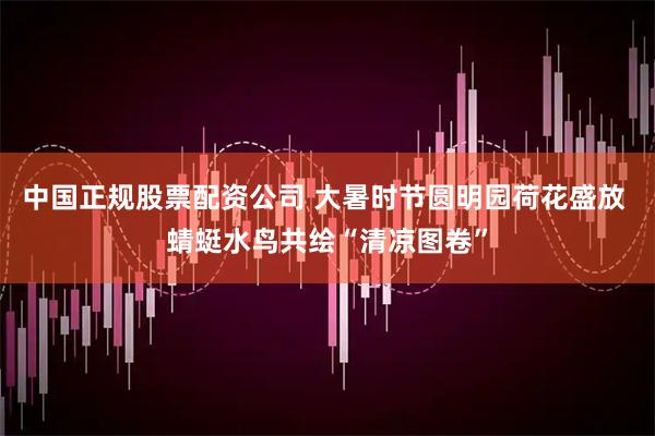 中国正规股票配资公司 大暑时节圆明园荷花盛放 蜻蜓水鸟共绘“清凉图卷”